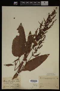 Image Associated With the Occurrence