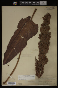 Image Associated With the Occurrence