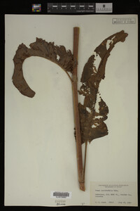 Image Associated With the Occurrence