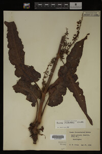 Image Associated With the Occurrence
