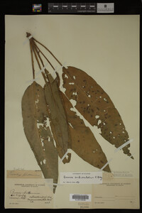 Image Associated With the Occurrence