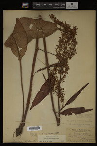 Image Associated With the Occurrence