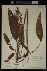 Image Associated With the Occurrence