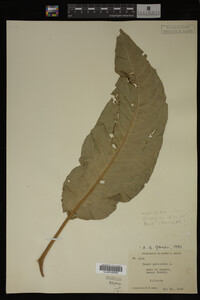 Image Associated With the Occurrence