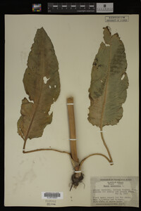 Image Associated With the Occurrence