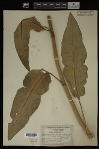 Image Associated With the Occurrence