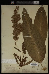 Image Associated With the Occurrence