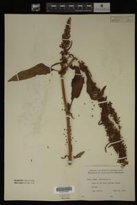 Image Associated With the Occurrence