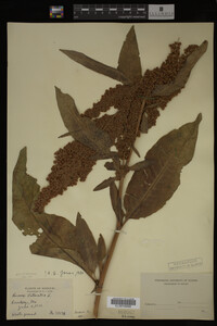 Image Associated With the Occurrence