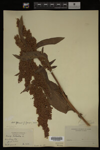Image Associated With the Occurrence