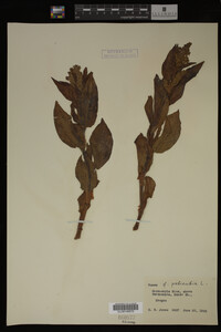 Image Associated With the Occurrence