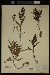Image Associated With the Occurrence