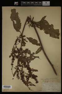 Image Associated With the Occurrence