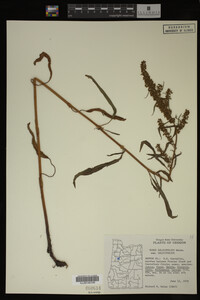 Image Associated With the Occurrence