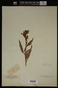 Image Associated With the Occurrence