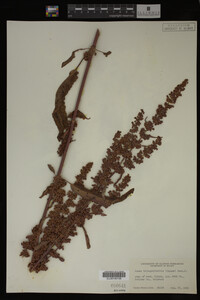 Image Associated With the Occurrence