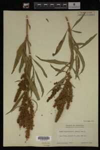 Image Associated With the Occurrence