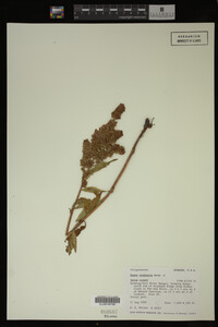 Image Associated With the Occurrence