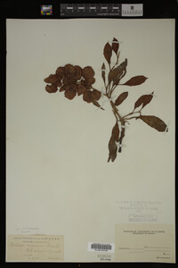 Image Associated With the Occurrence