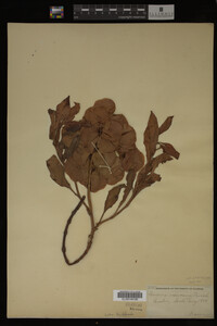 Image Associated With the Occurrence