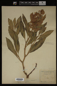 Image Associated With the Occurrence