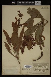 Image Associated With the Occurrence