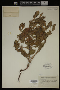 Image Associated With the Occurrence
