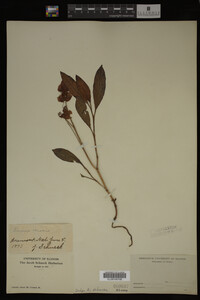 Image Associated With the Occurrence
