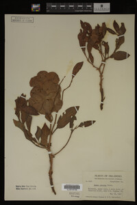 Image Associated With the Occurrence