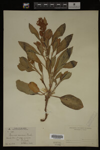 Image Associated With the Occurrence