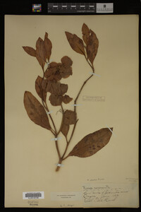 Image Associated With the Occurrence