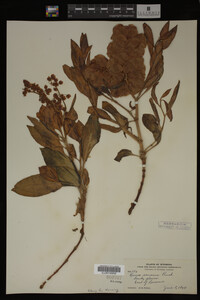 Image Associated With the Occurrence