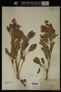 Image Associated With the Occurrence