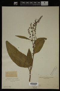 Image Associated With the Occurrence