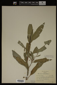 Image Associated With the Occurrence