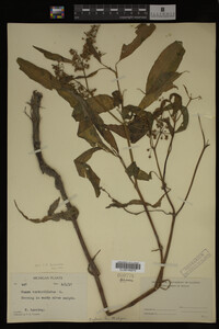 Image Associated With the Occurrence