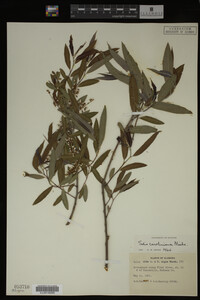 Salix caroliniana image