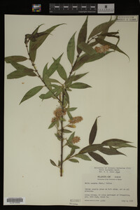 Salix lasiandra image
