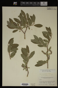 Image Associated With the Occurrence