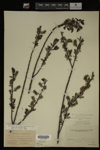 Salix myricoides image