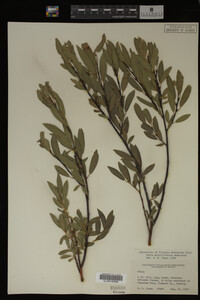 Image Associated With the Occurrence