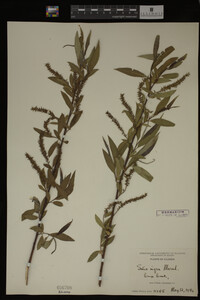 Salix nigra image
