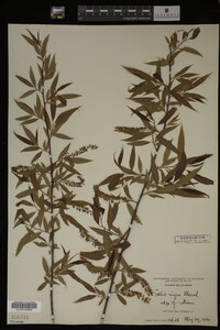 Salix nigra image