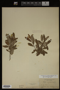 Salix pedicellaris image