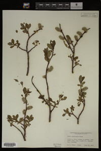 Image Associated With the Occurrence