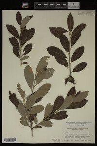 Salix scouleriana image