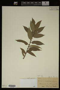 Image Associated With the Occurrence