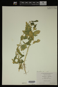 Image Associated With the Occurrence