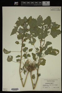 Image Associated With the Occurrence