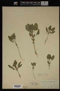 Image Associated With the Occurrence